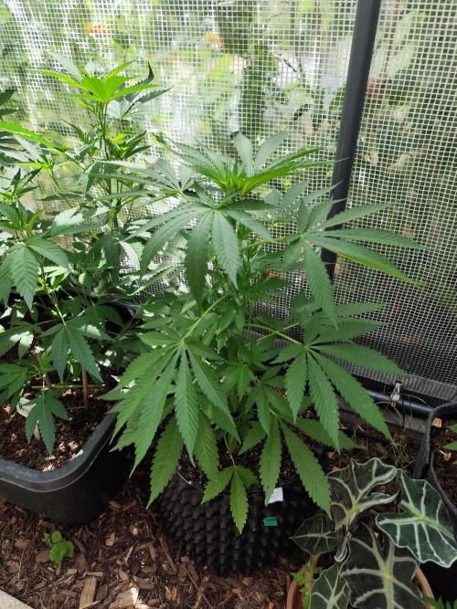 Greenhouse Summer Outdoor Grow 2026. Week 9
