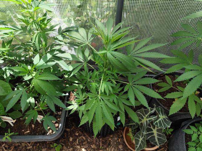 Greenhouse Summer Outdoor Grow 2026. Week 9