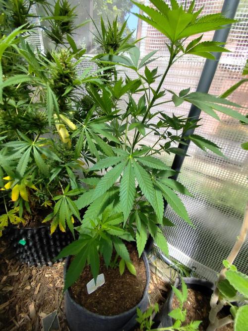 Greenhouse Summer Outdoor Grow 2026. Week 9 - Mimosa x Orange Punch