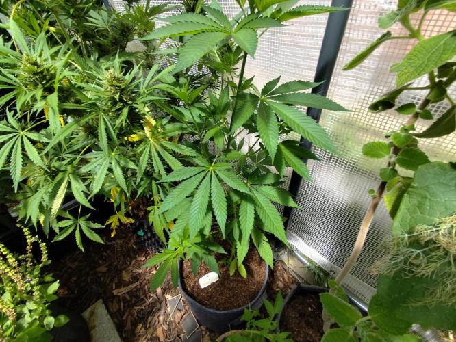 Greenhouse Summer Outdoor Grow 2026. Week 9