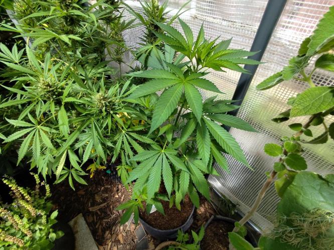 Greenhouse Summer Outdoor Grow 2026. Week 9