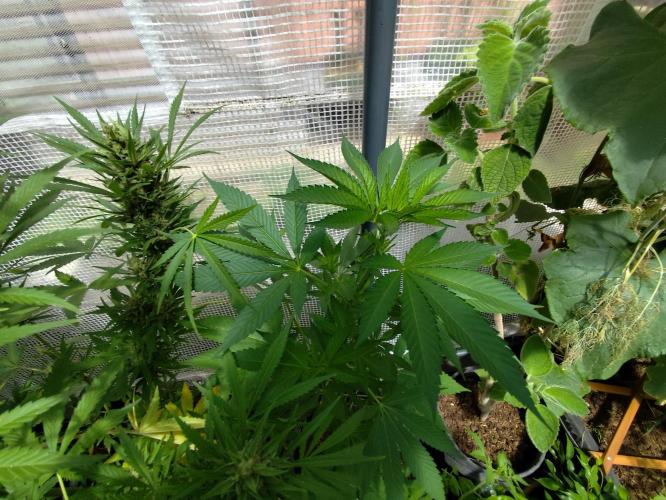Greenhouse Summer Outdoor Grow 2026. Week 9