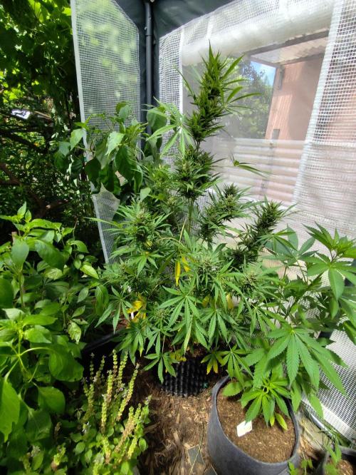 Greenhouse Summer Outdoor Grow 2026. Week 9 - Gelato F5 Auto