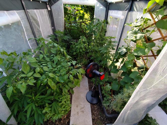 Greenhouse Summer Outdoor Grow 2026. Week 10 - Tag 75