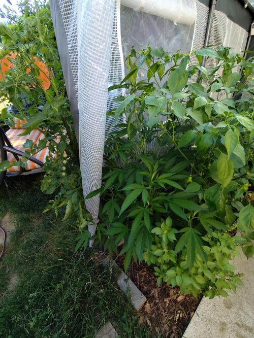 Greenhouse Summer Outdoor Grow 2026. Week 10 - Blueberry von Hanfgarten