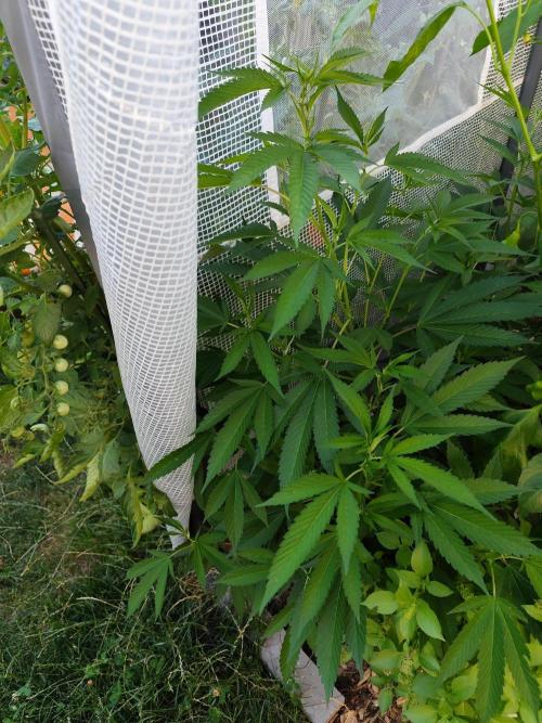 Greenhouse Summer Outdoor Grow 2026. Week 10
