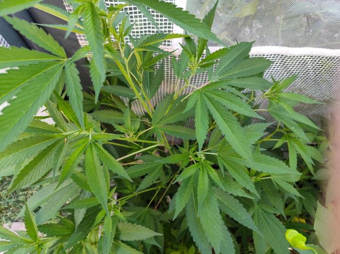 Greenhouse Summer Outdoor Grow 2026. Week 10