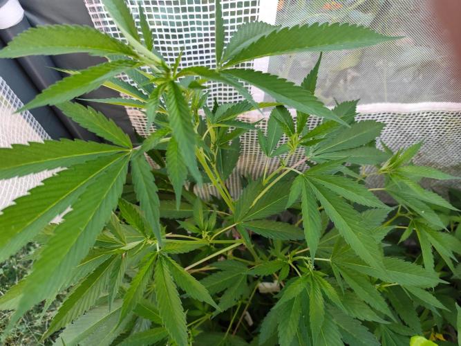 Greenhouse Summer Outdoor Grow 2026. Week 10