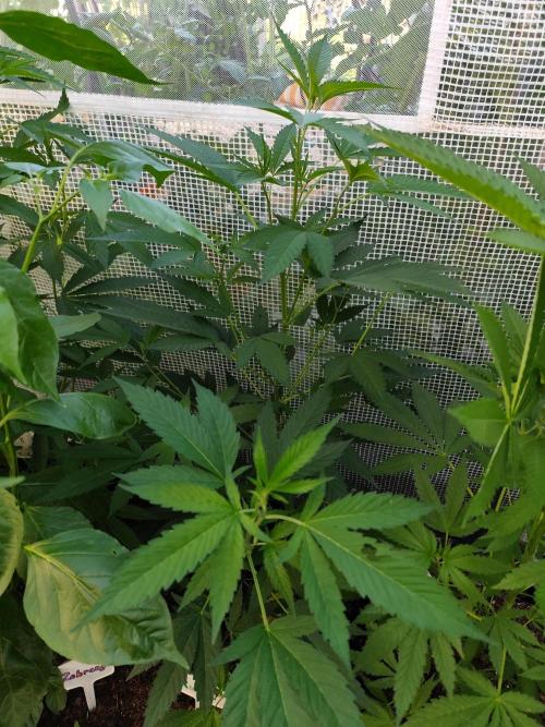 Greenhouse Summer Outdoor Grow 2026. Week 10 - Runtz von Hanfgarten