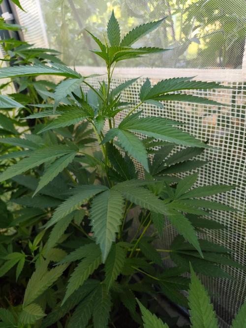 Greenhouse Summer Outdoor Grow 2026. Week 10