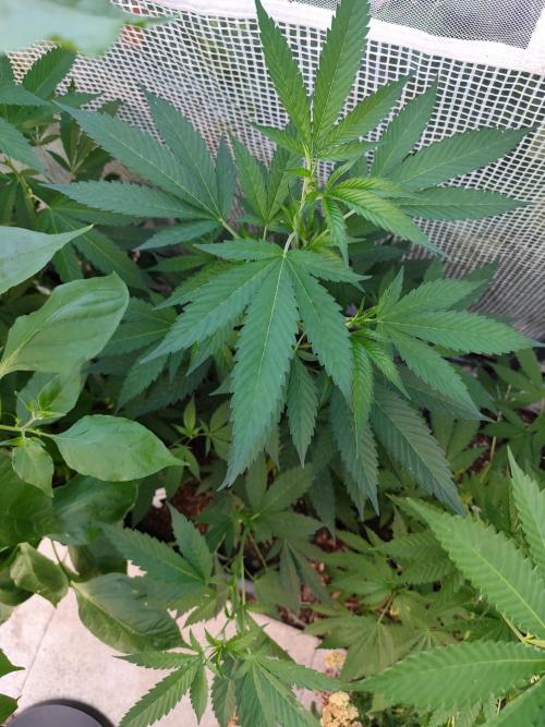 Greenhouse Summer Outdoor Grow 2026. Week 10 - Purple Lemonade FF von 2Fast4Buds