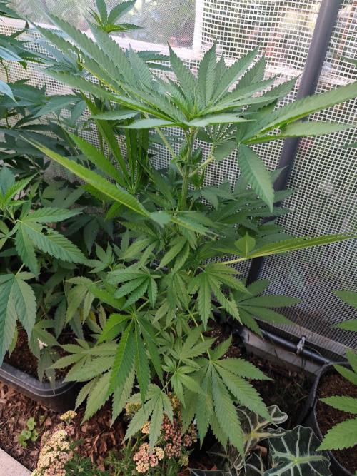 Greenhouse Summer Outdoor Grow 2026. Week 10