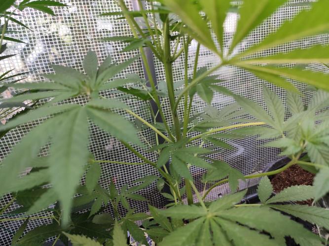 Greenhouse Summer Outdoor Grow 2026. Week 10 - Chocolate Sherbet von Grower's Choice