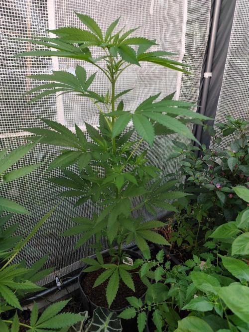 Greenhouse Summer Outdoor Grow 2026. Week 10