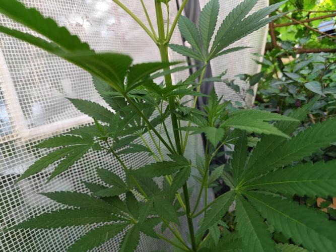 Greenhouse Summer Outdoor Grow 2026. Week 10