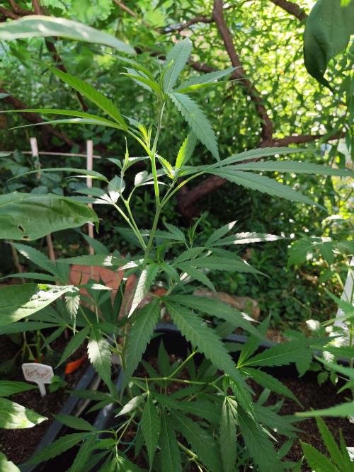 Greenhouse Summer Outdoor Grow 2026. Week 10 - Super Lemon Haze von Hanfgarten