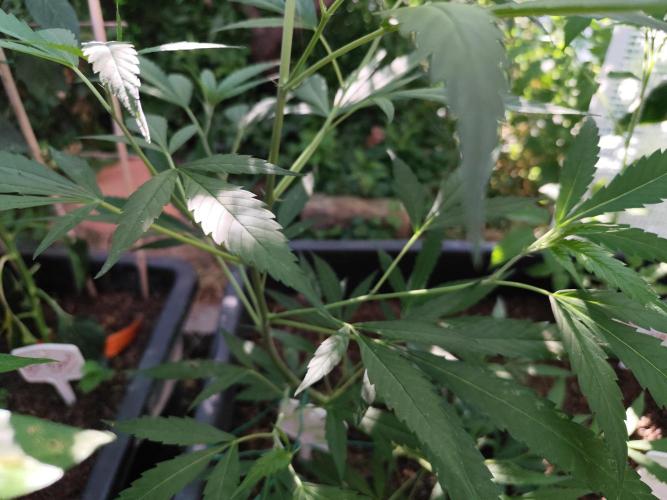 Greenhouse Summer Outdoor Grow 2026. Week 10