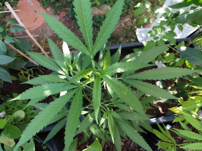 Greenhouse Summer Outdoor Grow 2026. Week 10