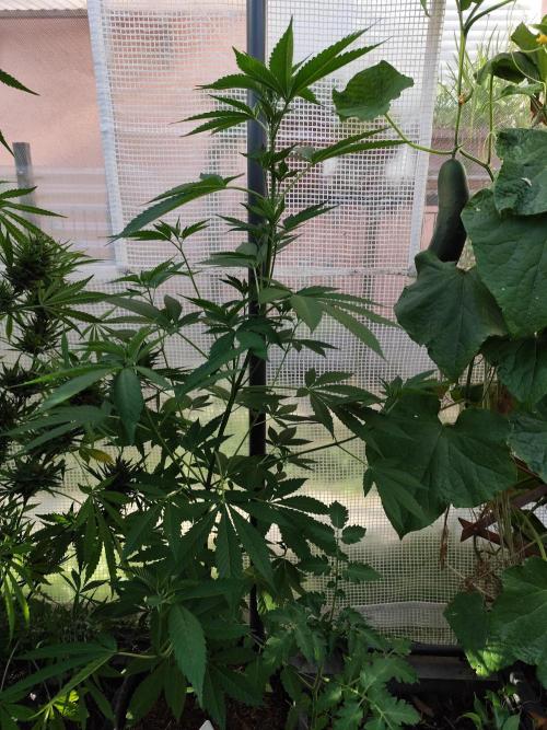 Greenhouse Summer Outdoor Grow 2026. Week 10 - Mimosa x Orange Punch von Barney's Farm
