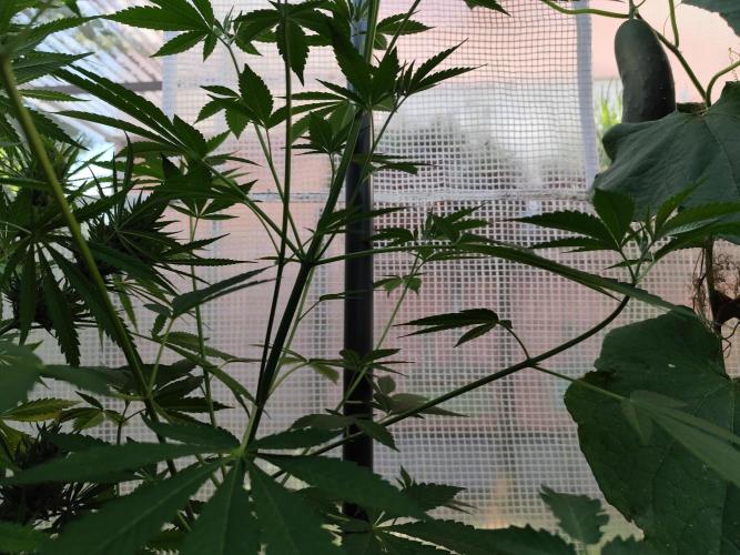 Greenhouse Summer Outdoor Grow 2026. Week 10