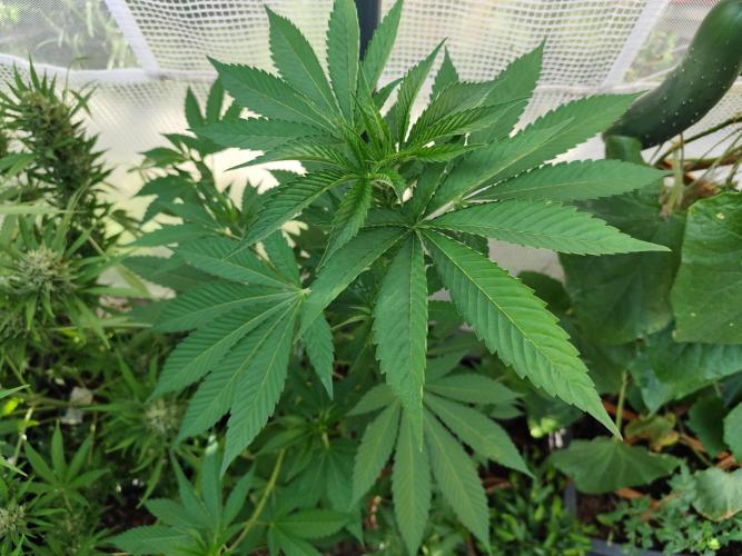 Greenhouse Summer Outdoor Grow 2026. Week 10