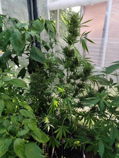 Greenhouse Summer Outdoor Grow 2026. Week 10 - Gelato Auto F5 von 2Fast4Buds