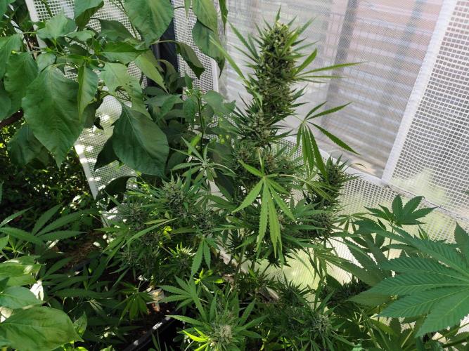 Greenhouse Summer Outdoor Grow 2026. Week 10