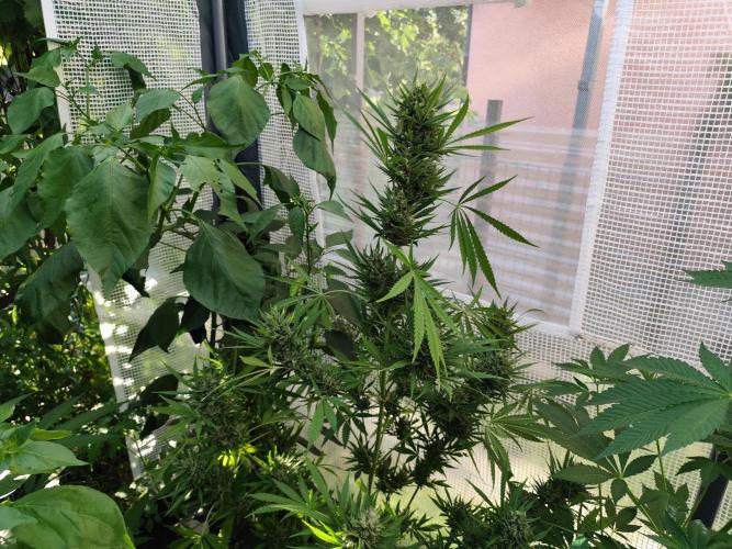 Greenhouse Summer Outdoor Grow 2026. Week 10