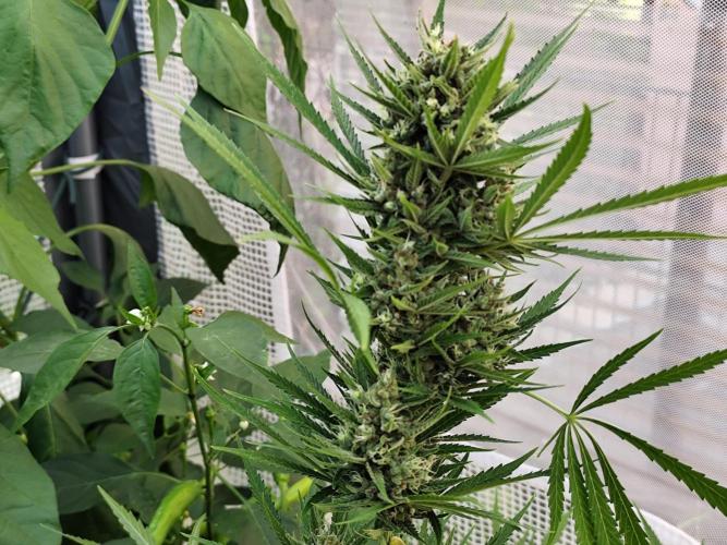 Greenhouse Summer Outdoor Grow 2026. Week 10