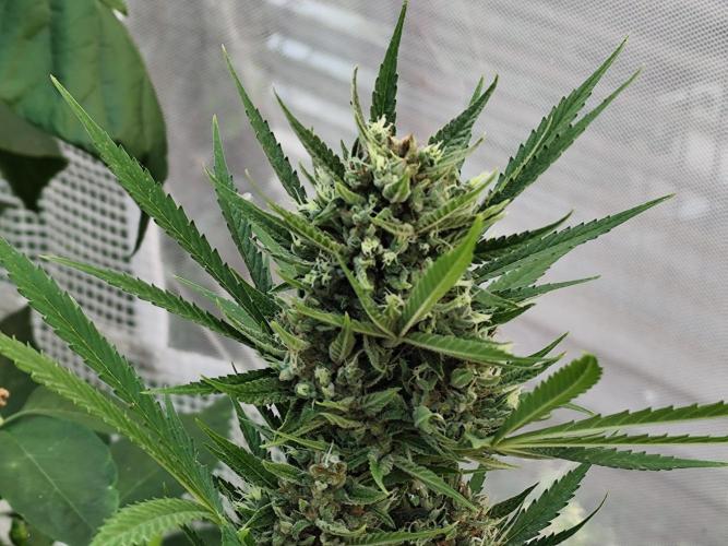 Greenhouse Summer Outdoor Grow 2026. Week 10