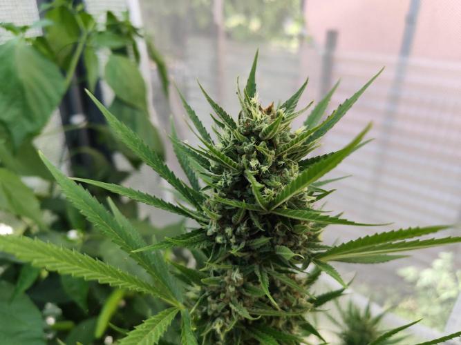 Greenhouse Summer Outdoor Grow 2026. Week 10