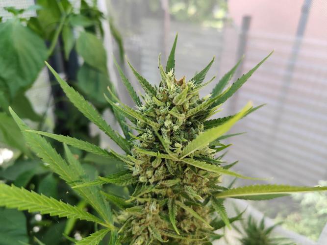 Greenhouse Summer Outdoor Grow 2026. Week 10