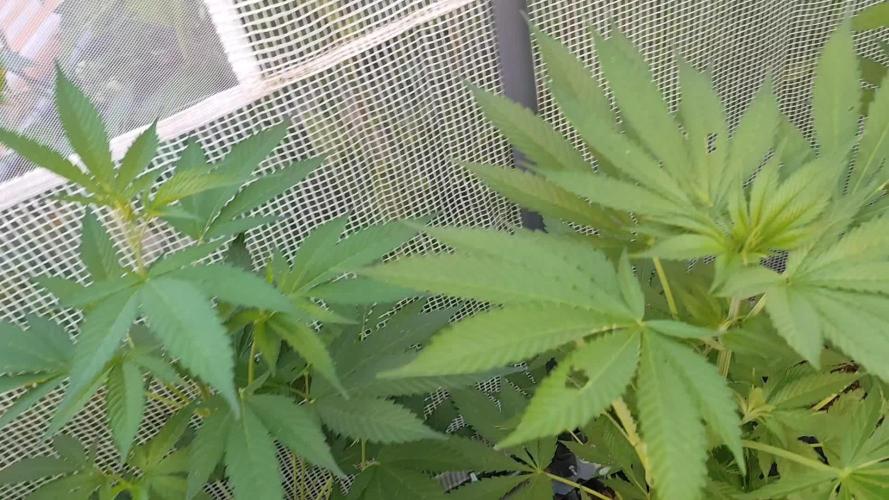Greenhouse Summer Outdoor Grow 2026