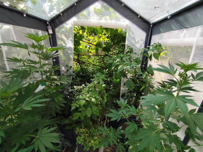Greenhouse Summer Outdoor Grow 2026. Week 11 - Tag 80