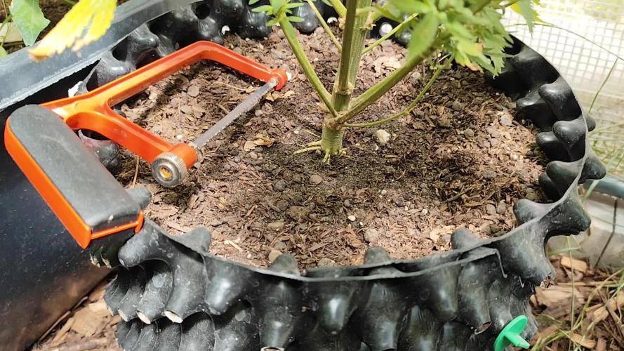 Greenhouse Summer Outdoor Grow 2026