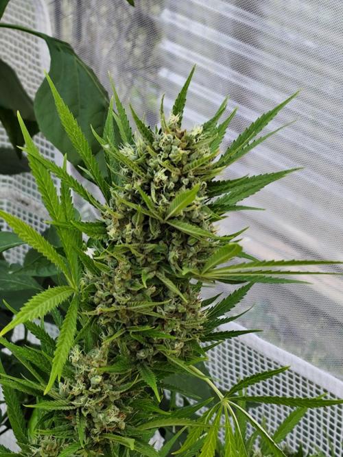 Greenhouse Summer Outdoor Grow 2026. Week 11 - Tag 81