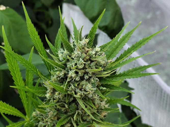 Greenhouse Summer Outdoor Grow 2026. Week 11
