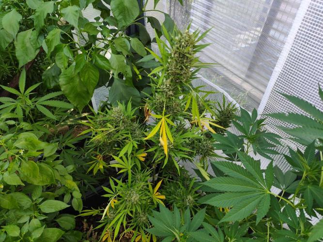Greenhouse Summer Outdoor Grow 2026. Week 11
