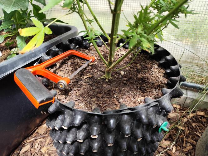 Greenhouse Summer Outdoor Grow 2026. Week 11 - Tag 82