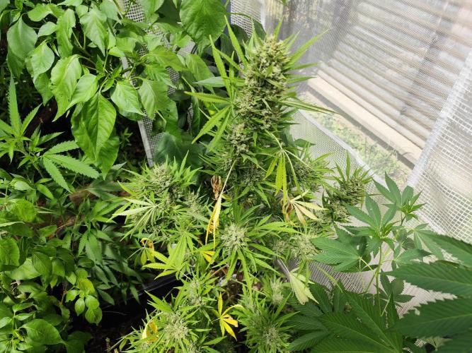 Greenhouse Summer Outdoor Grow 2026. Week 11