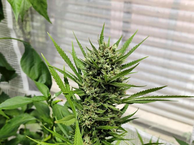 Greenhouse Summer Outdoor Grow 2026. Week 11