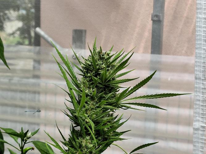 Greenhouse Summer Outdoor Grow 2026. Week 11