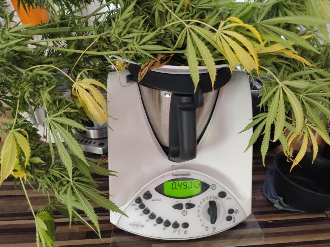 Greenhouse Summer Outdoor Grow 2026. Week 11