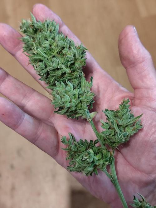 Greenhouse Summer Outdoor Grow 2026. Week 11