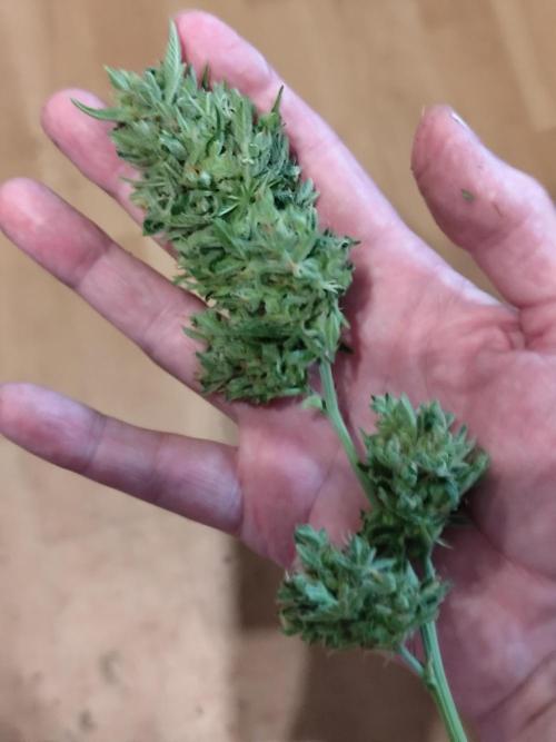 Greenhouse Summer Outdoor Grow 2026. Week 11