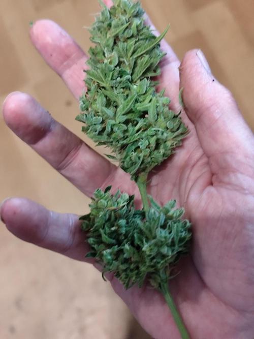 Greenhouse Summer Outdoor Grow 2026. Week 11