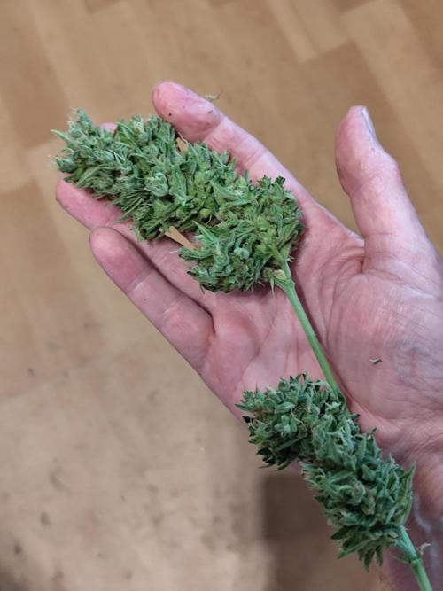 Greenhouse Summer Outdoor Grow 2026. Week 11