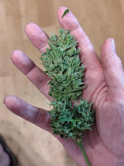 Greenhouse Summer Outdoor Grow 2026. Week 11