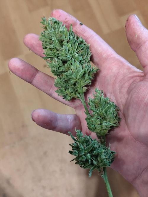 Greenhouse Summer Outdoor Grow 2026. Week 11