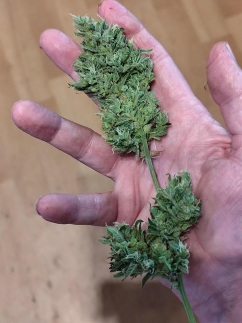 Greenhouse Summer Outdoor Grow 2026. Week 11